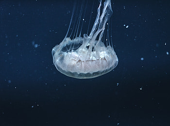 Underwater, aquatic, jellyfish, animal HD wallpaper