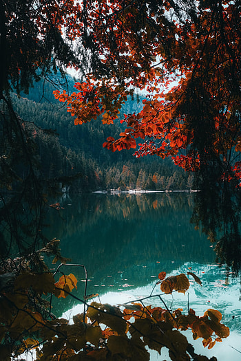 Nature, Water, Trees, Lake, Forest, Branches HD phone wallpaper