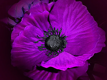 Shimmer, purple, black background, shimmering petals, flower HD wallpaper
