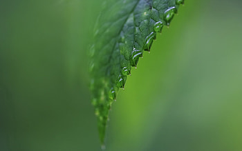 Macro, Shine, Light, Sheet, Leaf, Carved, Moisture, Form HD wallpaper