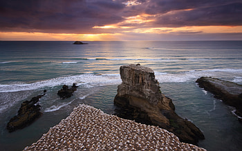 Gannet colony, Muriwai, New Zealand HD wallpaper