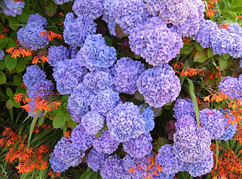 Flowers, Greens, Flower Bed, Flowerbed, Hydrangea HD wallpaper