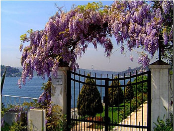 istanbul and flowers, flowers, istanbul HD wallpaper