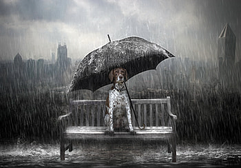 Dog Rain Umbrella Manipulation, dog, rain, umbrella, artist, artwork, digital-art HD wallpaper