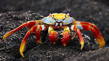 crab , High-quality , Stunning backgrounds, Visual appeal HD wallpaper