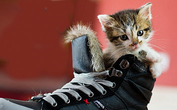 Animals, Kitty, Kitten, Spotted, Spotty, Footwear HD wallpaper