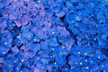 Hydrangea , hydrangea, flowers, violet HD wallpaper