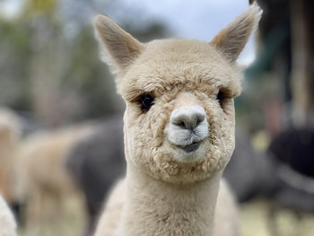 Alpaca sales, Little valley farm, Quality breeds, Trusted providers HD wallpaper