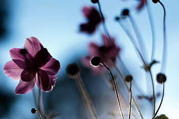 Beautiful purple flowers silhouetted against a vibrant blue sky, creating a serene and elegant scene. HD wallpaper