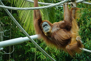A Sumatran orangutan swinging on ropes in its natural habitat, displaying unique behavior. HD wallpaper