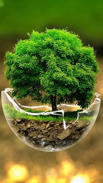 Bonsai tree, , Miniature nature, Zen aesthetic HD phone wallpaper
