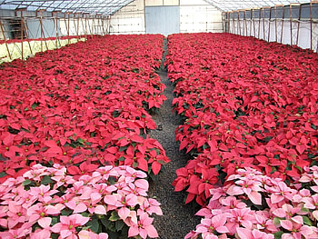 Flowers, Bright, Lot, Poinsettia, Greenhouse HD wallpaper