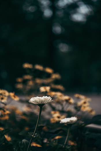 Flowers, Flower, Blur, Smooth, Bloom, Flowering HD phone wallpaper