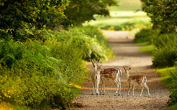 Forest Nature Scenes - . HD wallpaper