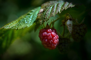 Food, Raspberry, Sheet, Leaf, Berry, Ripe HD wallpaper