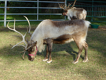 Caribou, Backyard zoologist, Nature's wonders, Wildlife observation HD wallpaper