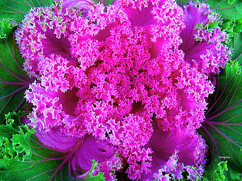 Pinks, purple, pink, flowers, green HD wallpaper