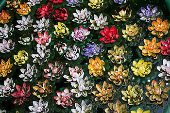 Colorful, beautiful, flowers HD wallpaper