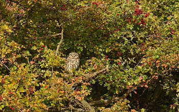 Animals, Owl, Bird, Wood, Tree, Predator, Rowan HD wallpaper