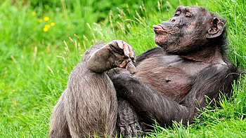 Monkey Monkey and Cute baby monkey on Pinterest HD wallpaper