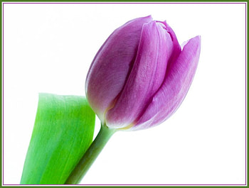 Purple Tulip for Luiza, purple, leaf, tulip, flower HD wallpaper