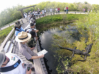 Everglades National Park, collection, Posted by Michelle Sellers, Breathtaking shots HD wallpaper