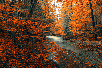 Tree, forest, nature, orange branches, tree, autumn HD wallpaper