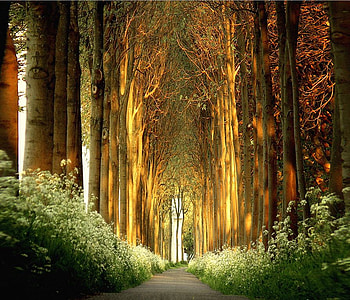 Natural Cathedral, natural, trees, road, flowers, cathedral HD wallpaper