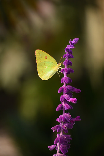 Flower, Macro, Insect, Butterfly HD phone wallpaper