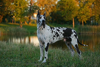 Great Dane, Blurry trees, Park scenery, Lush grass HD wallpaper