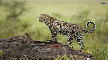 The Roaming Leopard, animal, looking, exquisite, leopard, cat, climbing HD wallpaper