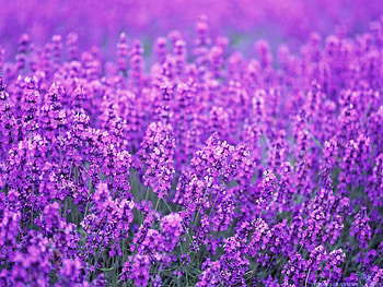 Lavender flower HD wallpaper