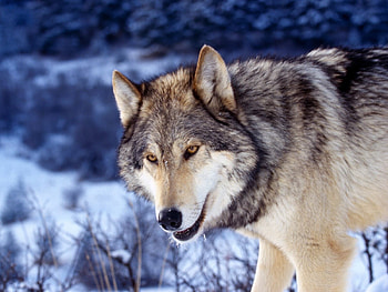 Animals, Wolfs HD wallpaper