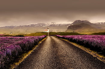 Beautiful rural road leading through blooming purple flowers with mountains in the background, creating a serene landscape. HD wallpaper
