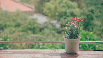 Vibrant potted flowers bask in sunlight against a blurred garden backdrop. HD wallpaper