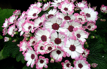 Flowers, Leaves, Flower Bed, Flowerbed, Bicolor, Two-Colored, Cineraria HD wallpaper