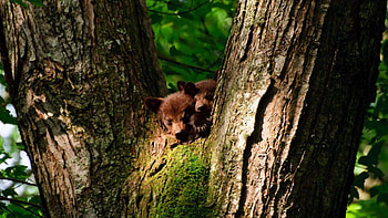 Twin Brown Bears, ominou, Tree, Bears, Baby, Paws, Animals, Twin, Brown, Eyes HD wallpaper