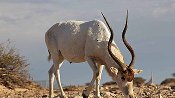 Whirr anrrlopr sahara, 3840 x 2160, dump, Addax HD wallpaper
