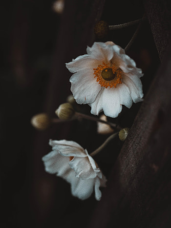 Flowers, Plant, Macro HD phone wallpaper