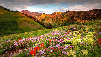 Albion Summer Flowers Sunrise, Alta, Utah, wildflowers, hills, blossoms, landscape, clouds, sky, mountains, usa HD wallpaper