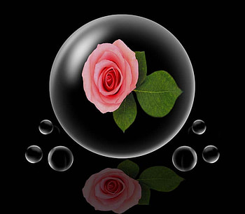 Protected in my own World, rose, flower, world, bubble, reflections HD wallpaper