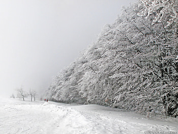 Winter trees, winter, white, graphy, path, cold, snow, bulgaria, trees, forest HD wallpaper