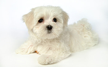 Bolognese Dog, Cute white puppy , Animals HD wallpaper
