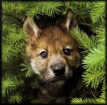 I am looking at you, animal, peep, cub, green, dogs, nature, wolf HD wallpaper