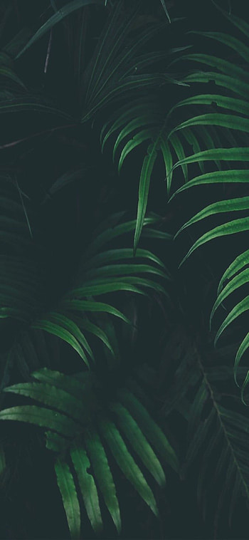 X , Tropical jungle, collection, Stunning HD phone wallpaper