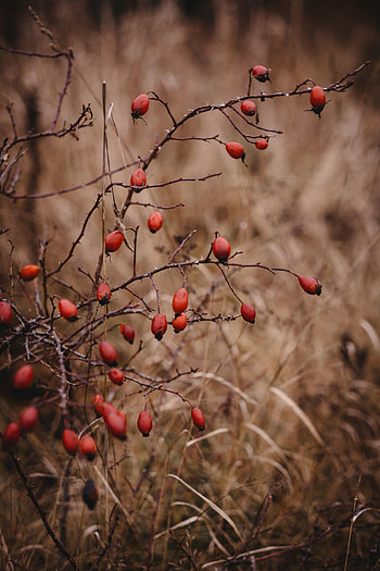 Nature, Briar, Bush, Barbed, Spiny HD phone wallpaper