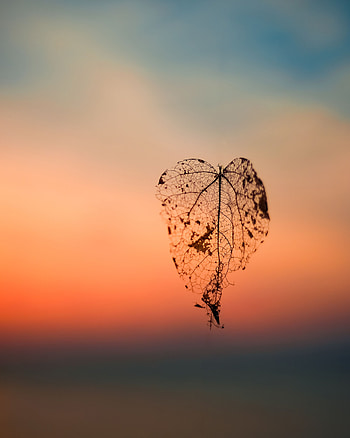 Autumn, Macro, Blur, Smooth, Leaf, Sheet, Flight HD phone wallpaper