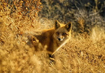Animals, Fox, Wildlife, Peek Out, Look Out HD wallpaper