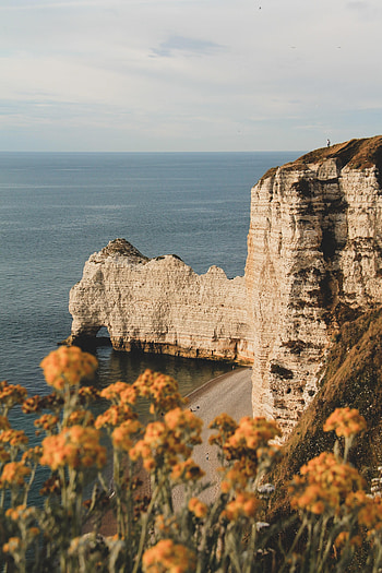 Nature, Flowers, Rocks, Horizon, Coast HD phone wallpaper