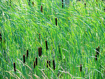 Cattails In The Wind, Green, Wind, graphy, Nature, Cattails HD wallpaper